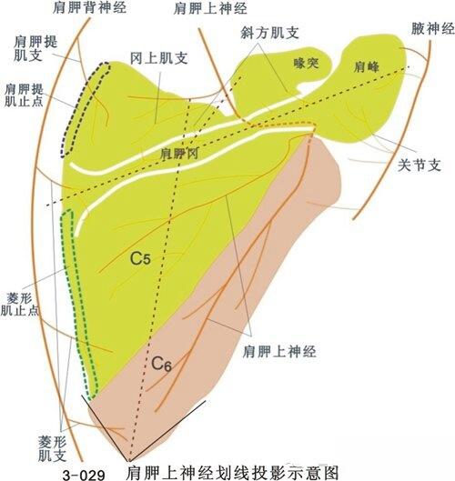 24年针刀临床解剖班培训