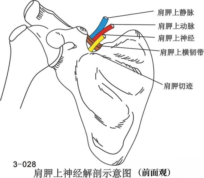 24年昆明贵阳针刀临床解剖班