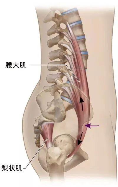 【干货】腰大肌的功能解剖动图，人体关键部位，人人都需要了解