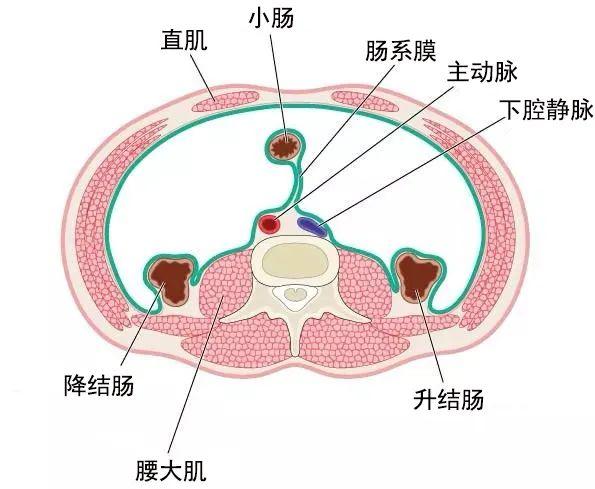 腰大肌的功能解剖动图