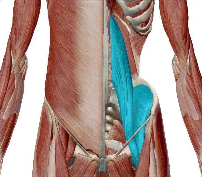 腰大肌的功能解剖动图