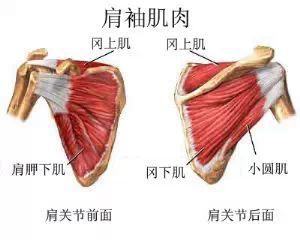 针刀治疗肩关节动态稳定的关键肩袖肌群！