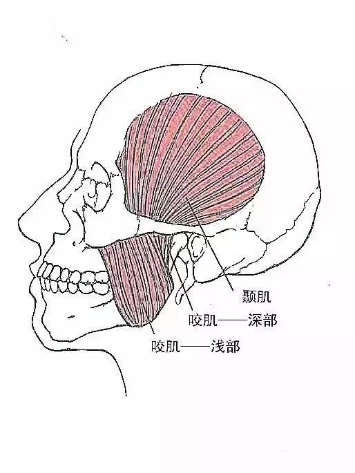 甘肃杭州贵阳等小针刀治疗软组织疼痛班