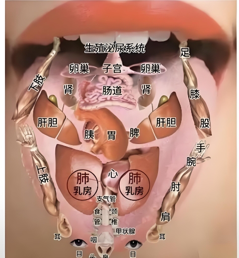 空间医学舌诊小方临床技术精品推广班