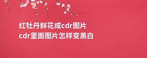 红牡丹鲜花成cdr图片cdr里面图片怎样变黑白